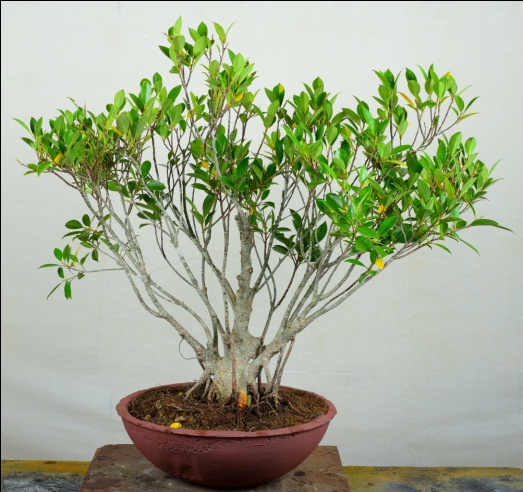 Chinese Banyan